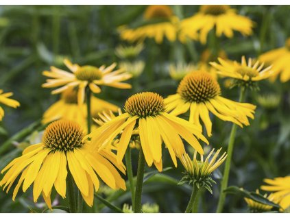Echinacea Summer Breeze 1
