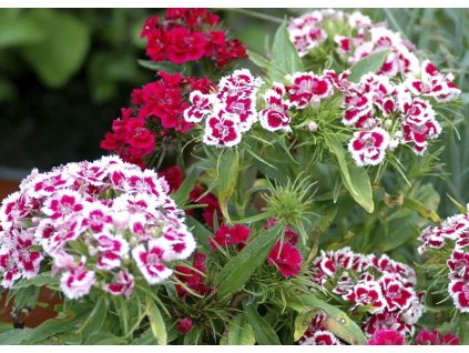 Dianthus barbatus Indianer Teppich