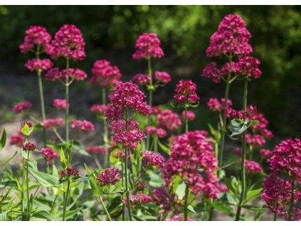 Centranthus ruber Coccineus 1