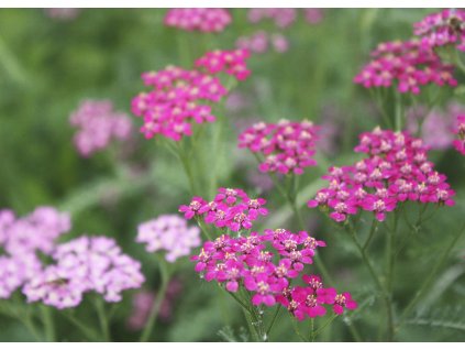 Achillea Cerise Queen 2