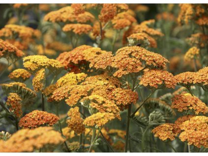 Achillea Terracotta 4