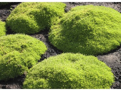 Sagina subulata Aurea