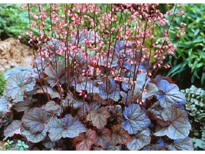 Heuchera Regina1