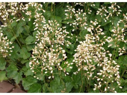 Heuchera brizoides Schneewittchen1