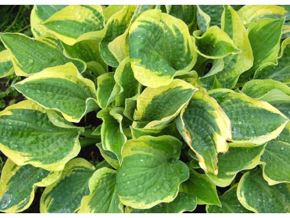 Hosta Mamma Mia 1