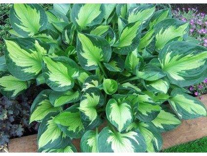 Hosta Whirlwind 2