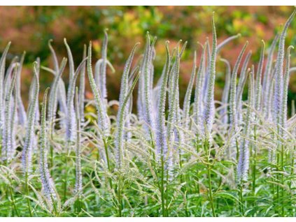 Veronicastrum virginicum Lavendelturm 2
