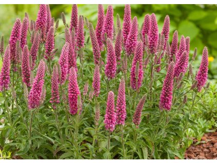 Veronica spicata Heidekind 1