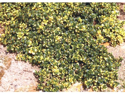 Thymus citriodorus Doone Valley 1