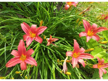 Hemerocallis Pink Damask