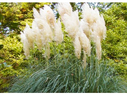 Cortaderia selloana Citaro 2