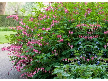 Dicentra spectabilis 1