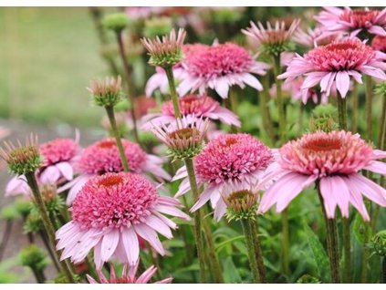 Echinacea Semi Double Pink