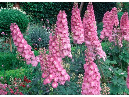 Delphinium Astolat 2