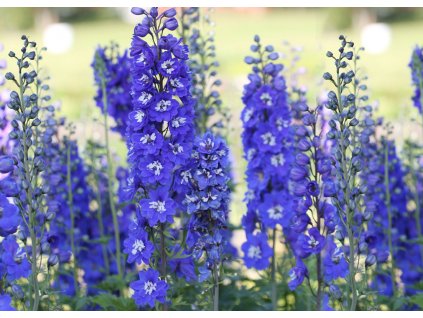 Delphinium Blue Bird 2