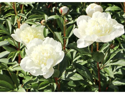 Paeonia Immaculee 1
