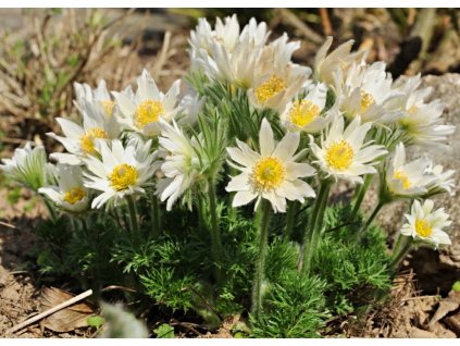 Pulsatilla vulgaris Alba 1