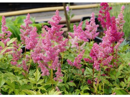 Astilbe japonica Mainz 2
