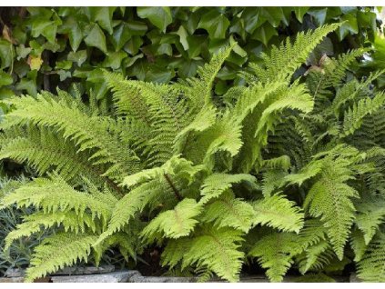 Polystichum setiferum