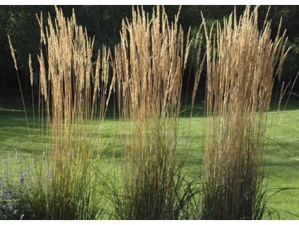 Calamagrostis acutiflora Karl Foerster