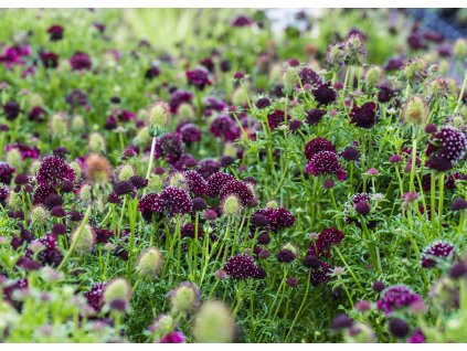 Scabiosa Barocca 1