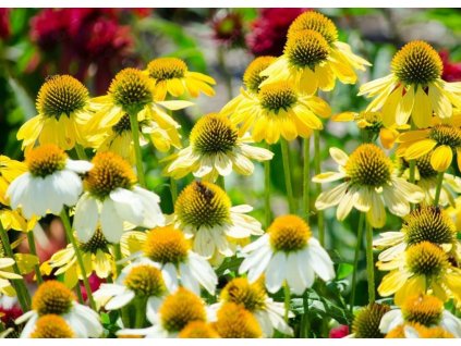 Echinacea Mellow Yellows
