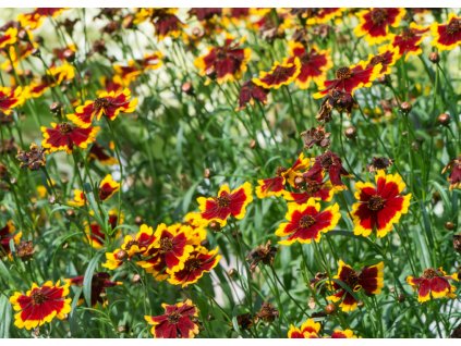 Coreopsis verticillata Yellow Bicolor