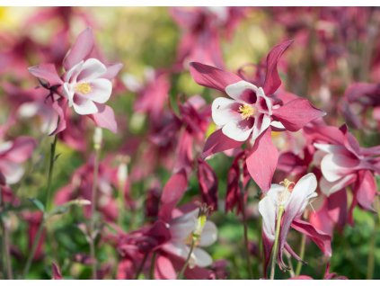 Aquilegia caerulea Spring Magic Rose and Ivory