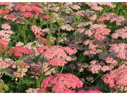 Achillea Apricot Delight 1