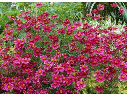 Coreopsis verticillata Ruby Red 2