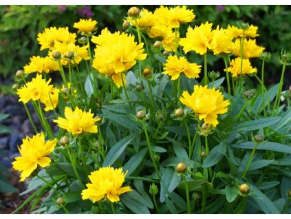 Coreopsis grandiflora Presto