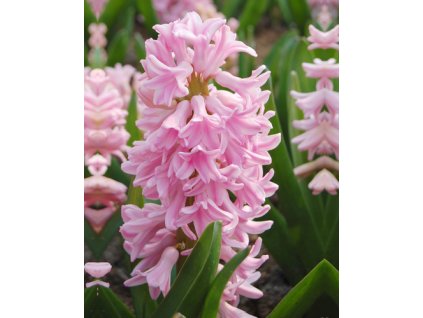 hyacint pink surprise