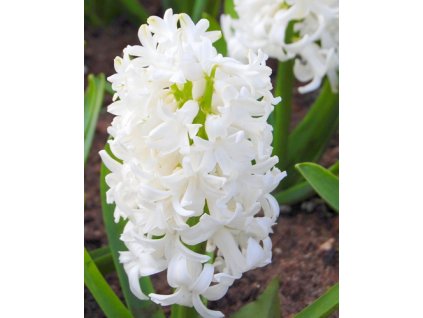 hyacint white pearl