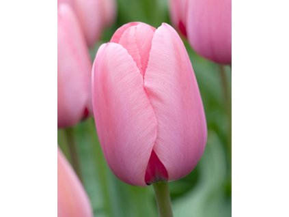 tulipan pink impression