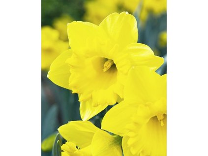 narcis dutch master