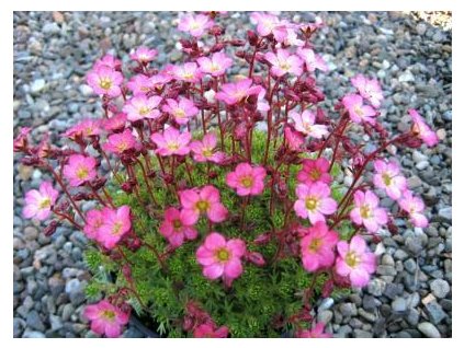 saxifraga pixie rose