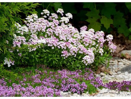Iberis sempervirens Pink Ice