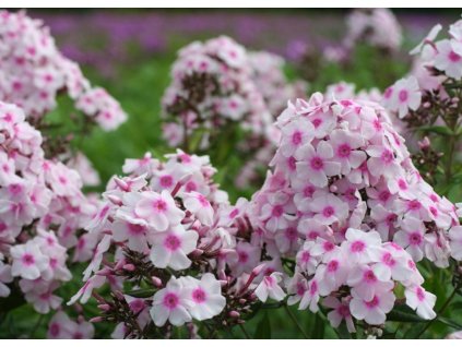 phlox paniculata Europa