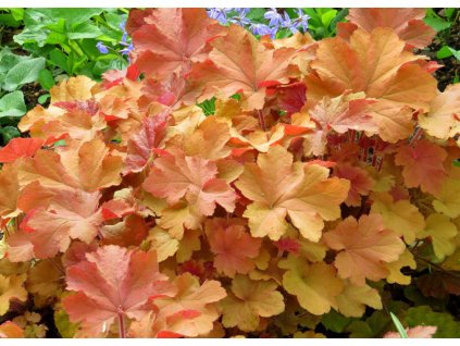 Heuchera villosa Caramel 1