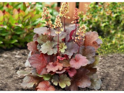 Heuchera Blondie