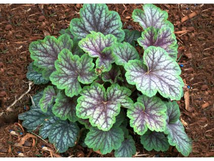 Heuchera Green Spice