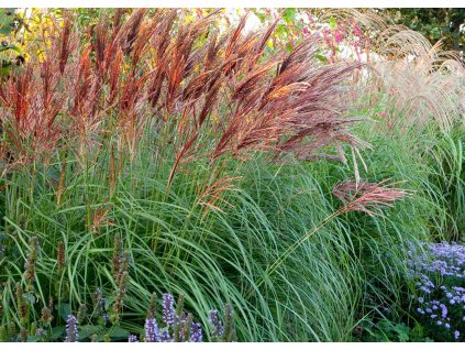 Miscanthus sinensis Red Chief