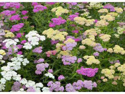 Achillea Summer Pasels 2