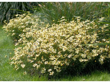 Coreopsis verticillata Moonbeam