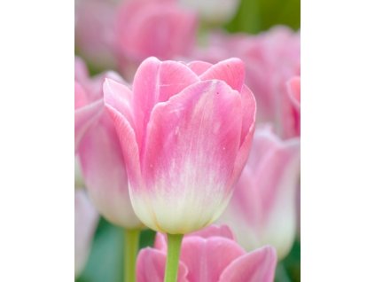 tulipan Dynasty
