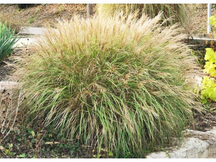 Miscanthus sinensis Adagio