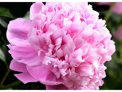 Paeonia Monsieur Jules Elie 1