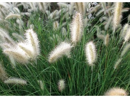 Pennisetum Cassian 2