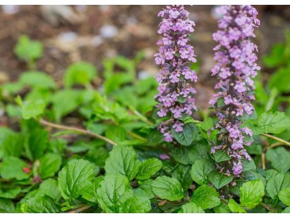 Ajuga reptans Rosea 2