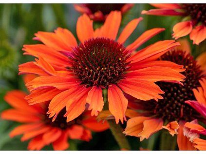 Echinacea Orange Pearl
